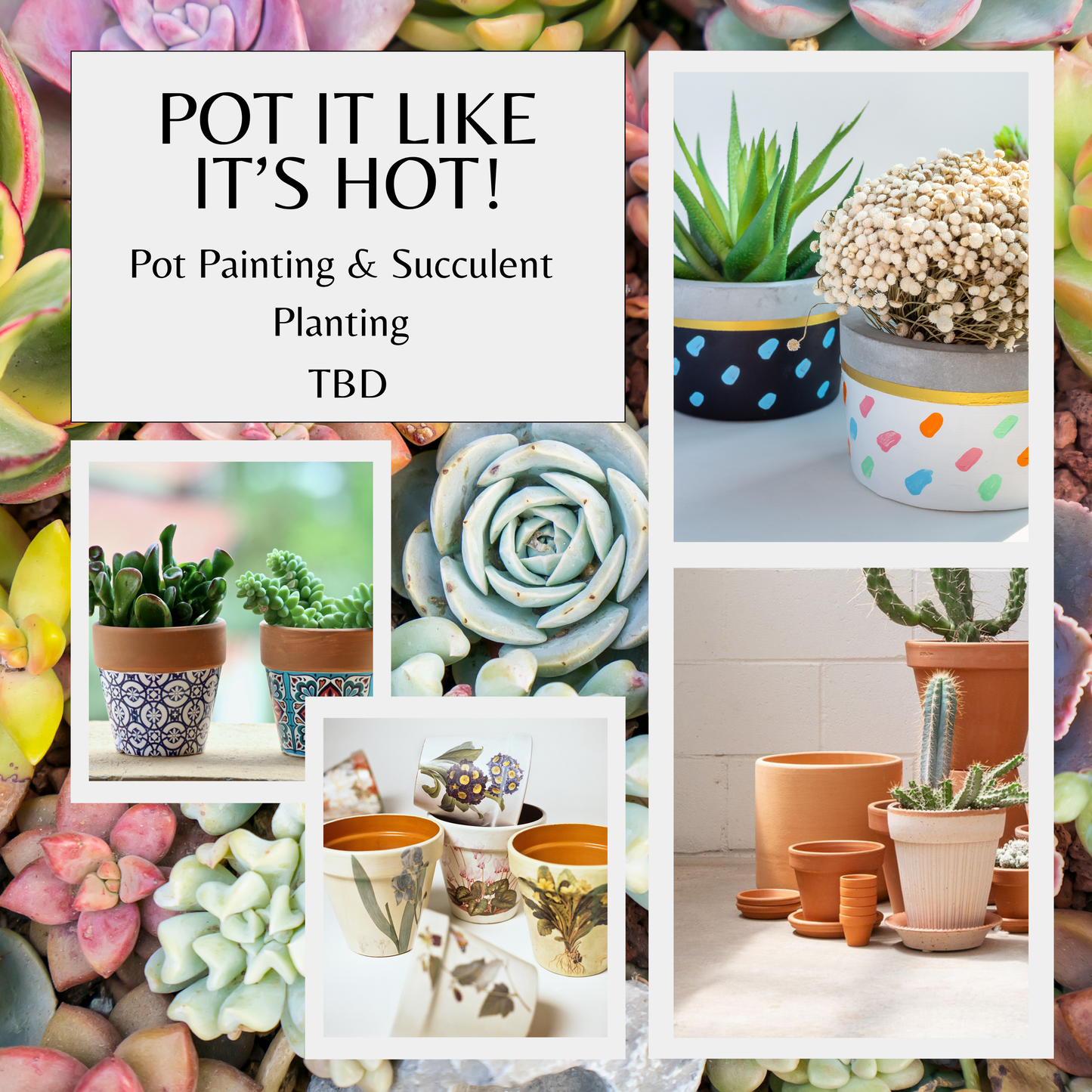 Pot It Like It's Hot! : Pot Painting & Succulent Planting Date TBD