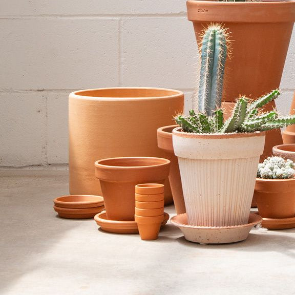 Pot It Like It's Hot! : Pot Painting & Succulent Planting Date TBD