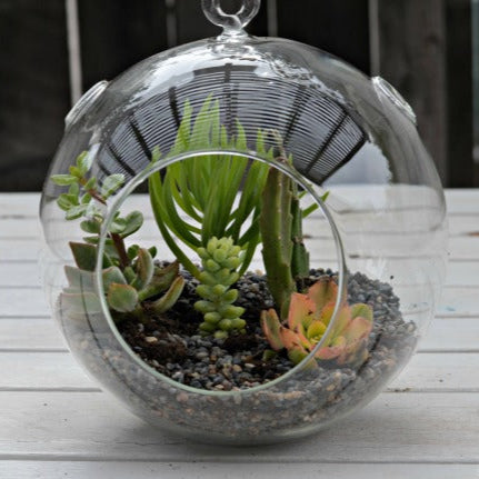 Succulent Sanctuary: Craft Your Own Living Art Date TBD